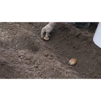 Potato (49)-8916815-3201.webp